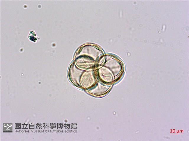 砲彈樹藏品圖，第3張