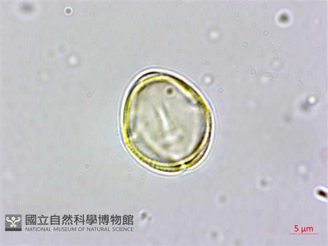 天料木藏品圖，第3張