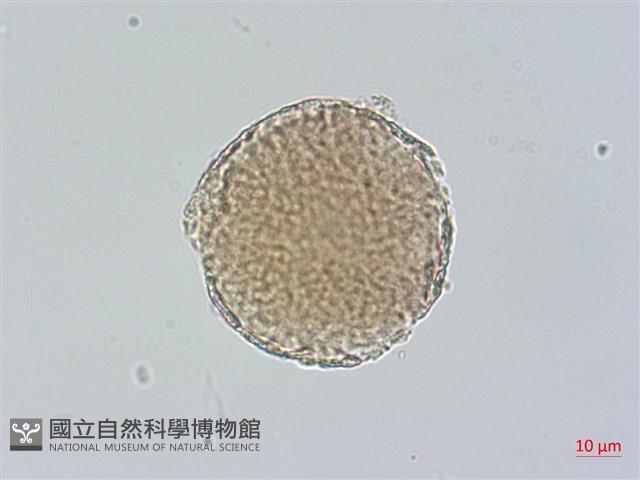 蒲瓜樹、炮彈果藏品圖，第3張