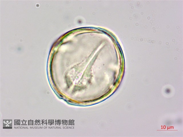 月橘藏品圖，第3張