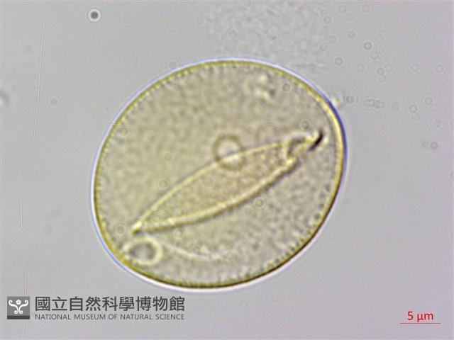 朴樹藏品圖，第3張