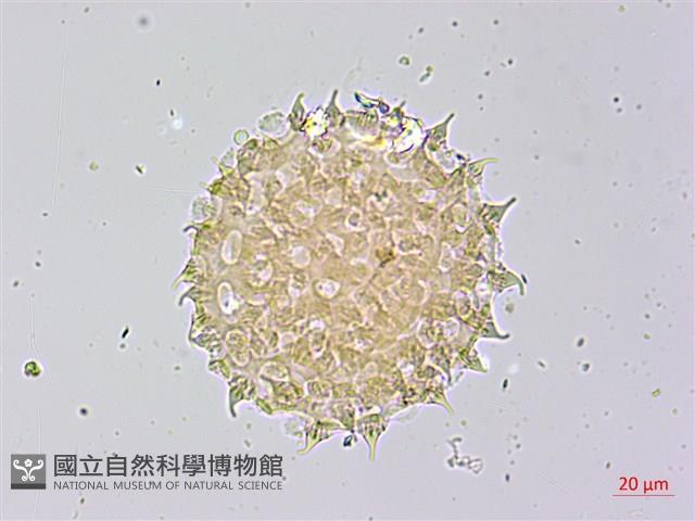 馬鞍藤藏品圖，第3張