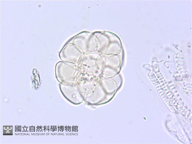 藤相思藏品圖，第3張