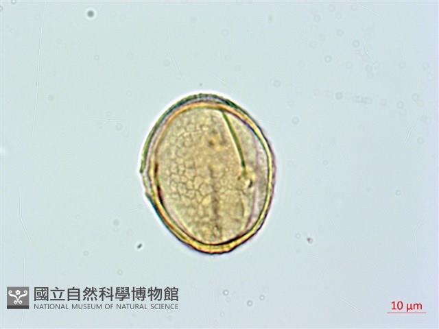 登錄號:BS02365藏品圖，第4張