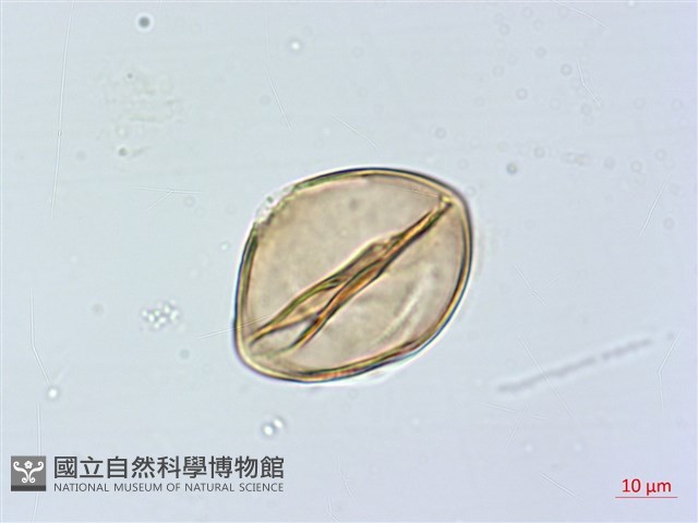 黃心柿藏品圖，第3張