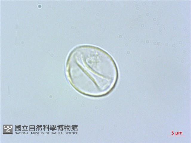 四脈麻藏品圖，第3張