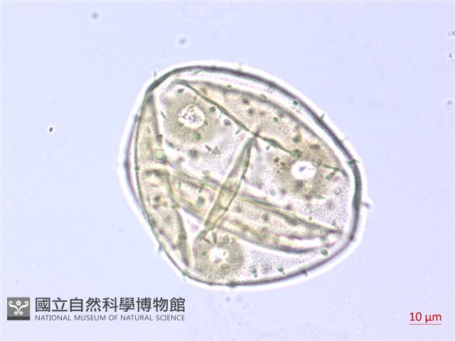 翅子樹、裡白翅子樹、臺灣翅子樹藏品圖，第3張