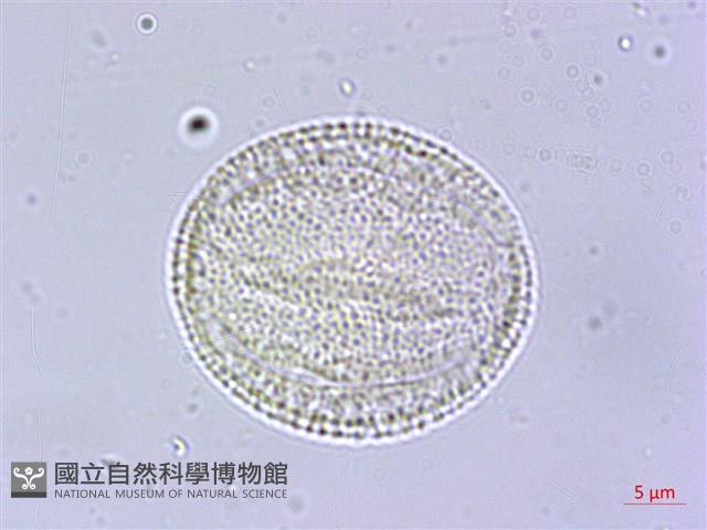 交趾衛矛藏品圖，第3張