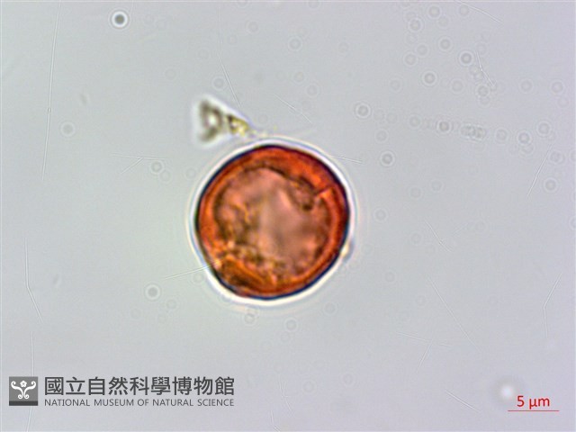 登錄號:BS06304藏品圖，第3張