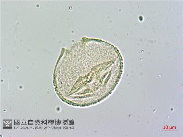 蘭嶼胡桐藏品圖，第3張