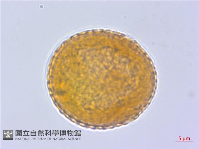 登錄號:BS04199藏品圖，第3張