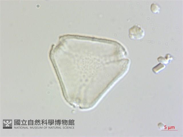 十子木、加入舅藏品圖，第3張
