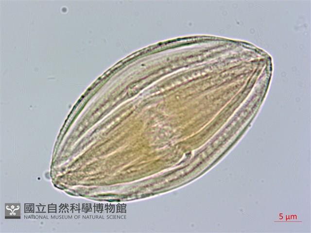 長穗馬藍藏品圖，第3張