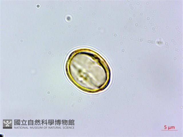 杏葉石櫟、校栗、校櫟藏品圖，第3張