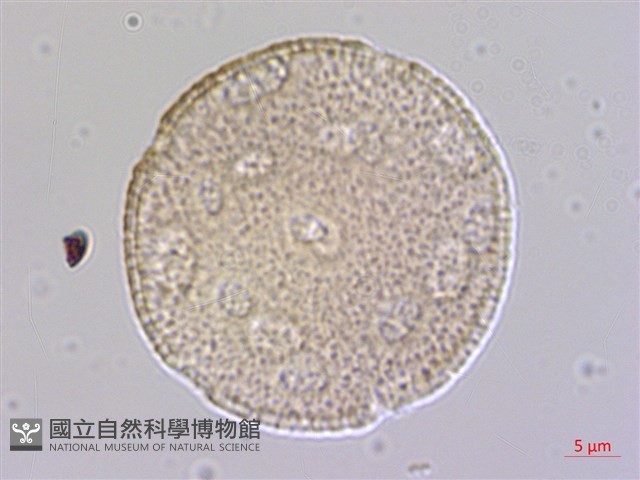 楓香、楓樹藏品圖，第3張