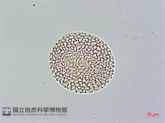 山素英藏品圖，第3張