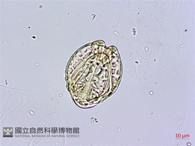 水茄苳、穗花棋盤腳樹藏品圖，第3張