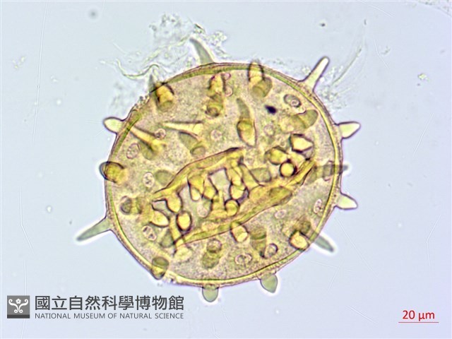 登錄號:BS04017藏品圖，第3張