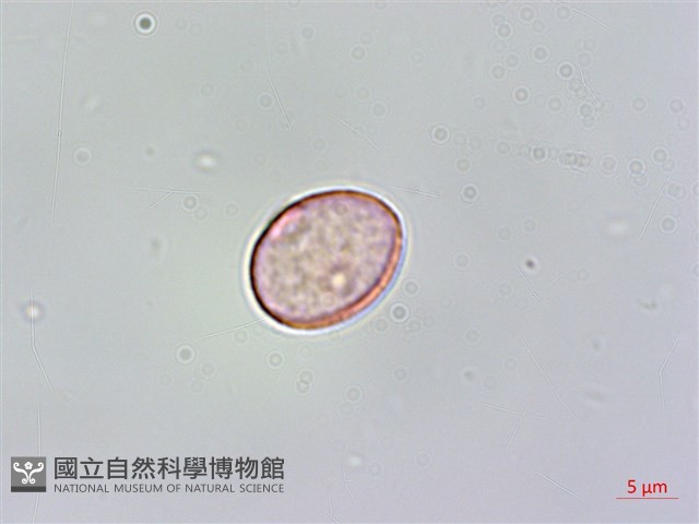 登錄號:BS06207藏品圖，第3張
