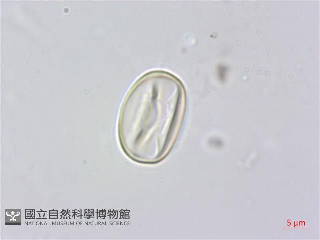 森氏紅淡比藏品圖，第3張