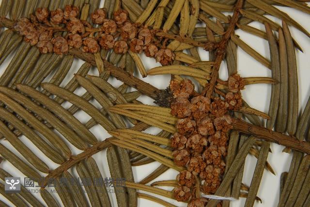 日本粗榧藏品圖，第3張