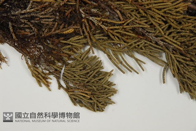 清水圓柏藏品圖，第3張