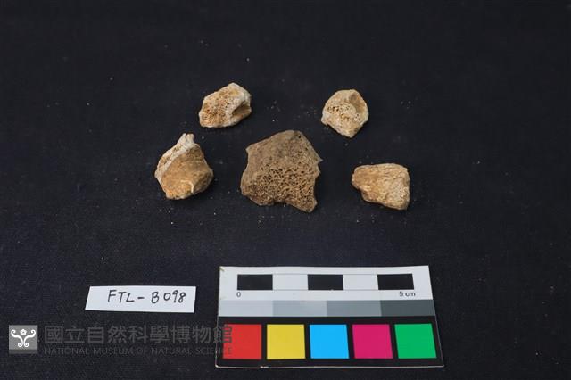 獸骨藏品圖，第2張