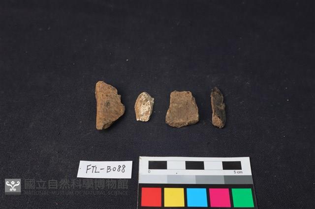 獸骨藏品圖，第2張