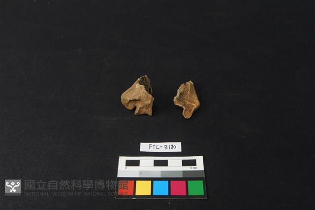 獸骨藏品圖，第2張