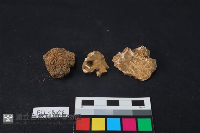 獸骨藏品圖，第2張