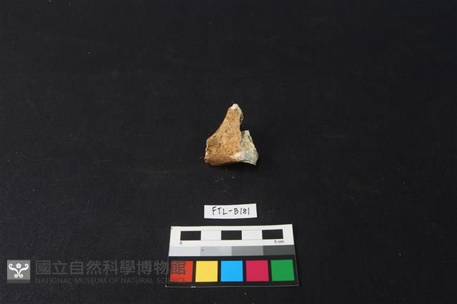 鹿骨藏品圖，第2張