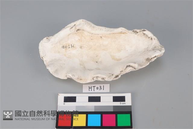 獸骨藏品圖，第2張
