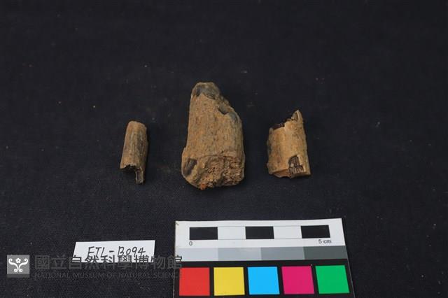 獸骨藏品圖，第2張