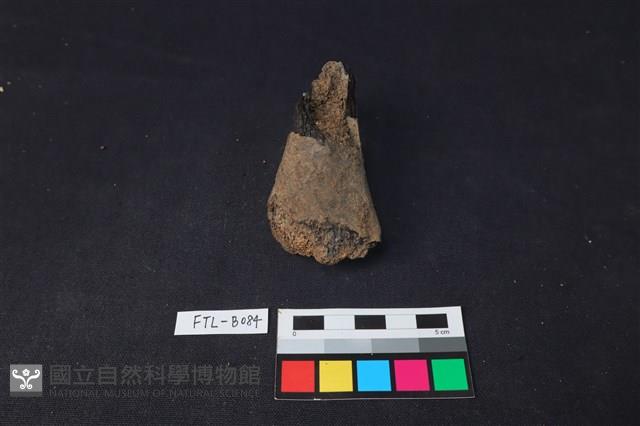 鹿骨藏品圖，第2張