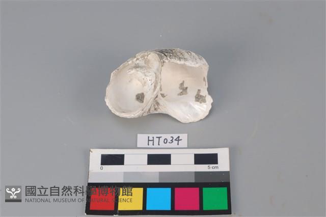 獸骨藏品圖，第2張