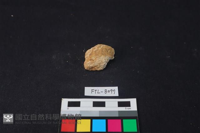 獸骨藏品圖，第2張