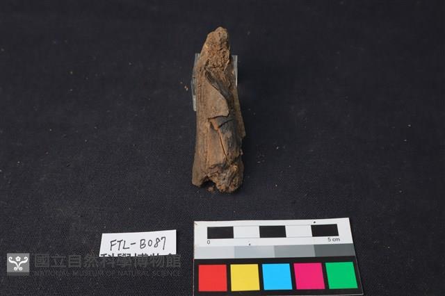 獸骨藏品圖，第2張