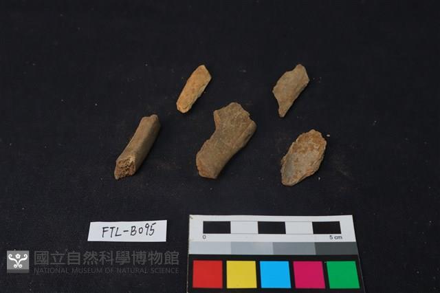 獸骨藏品圖，第2張