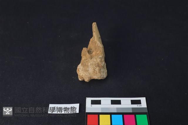 鹿骨藏品圖，第2張