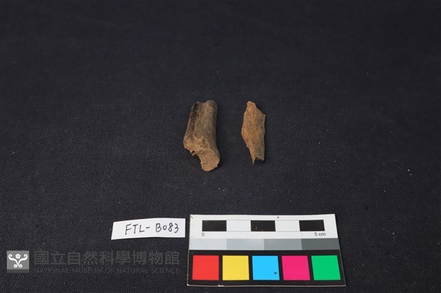 獸骨藏品圖，第2張