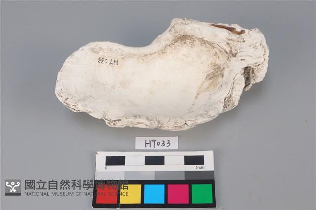 獸骨藏品圖，第2張