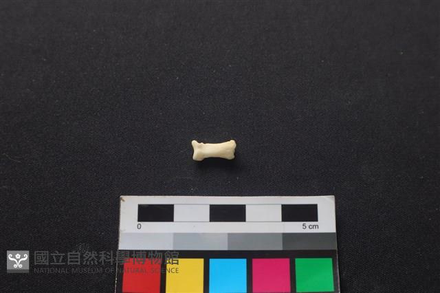 狗骨藏品圖，第2張