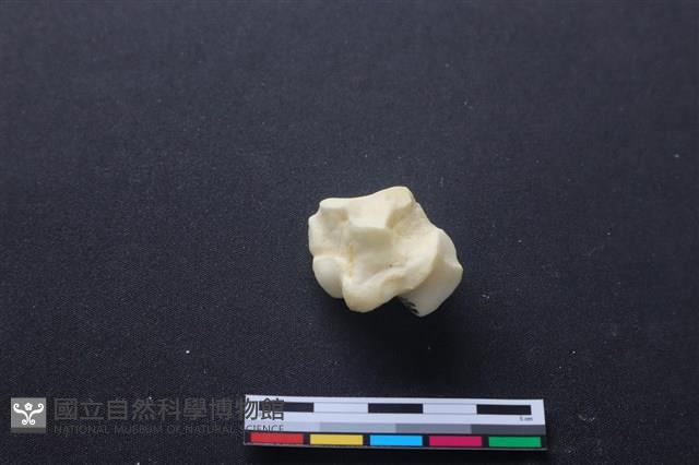 豬骨藏品圖，第2張