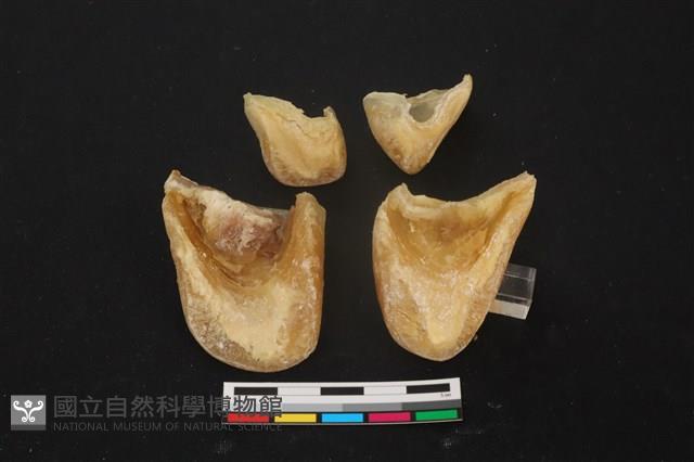 豬骨藏品圖，第2張