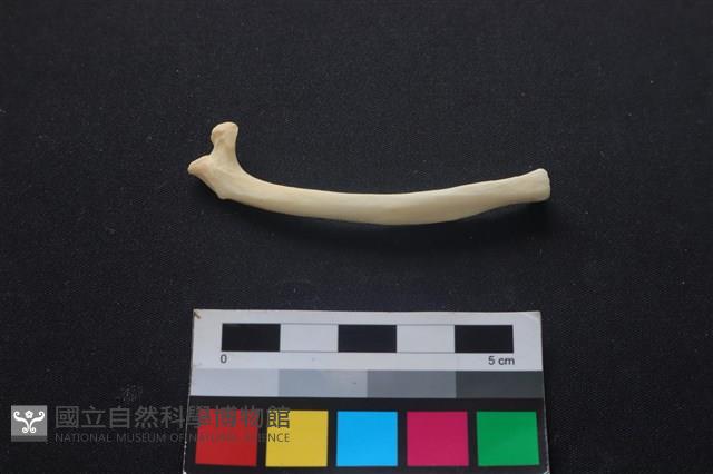 狗骨藏品圖，第2張