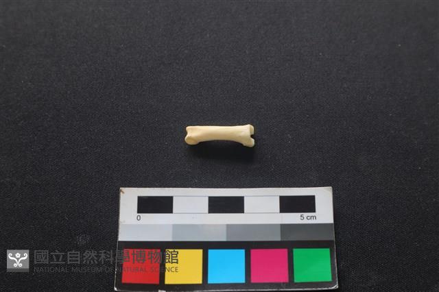 狗骨藏品圖，第2張