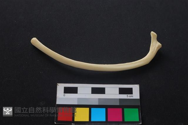 狗骨藏品圖，第2張