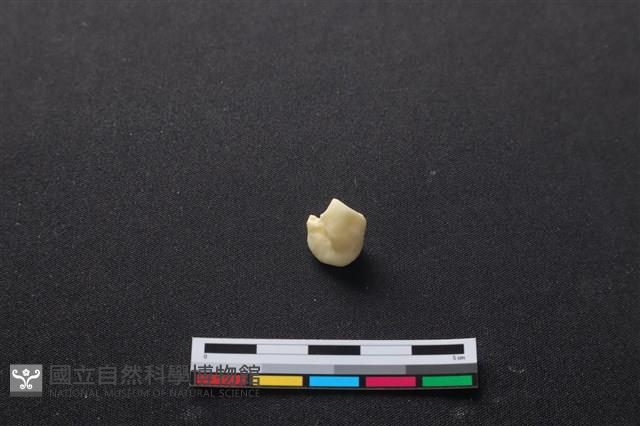 豬骨藏品圖，第2張