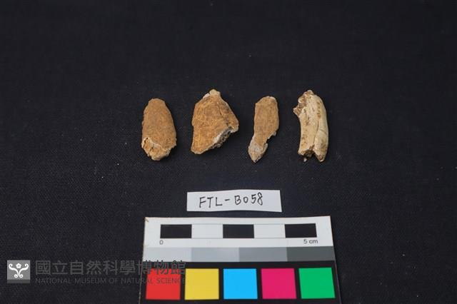 獸骨藏品圖，第2張