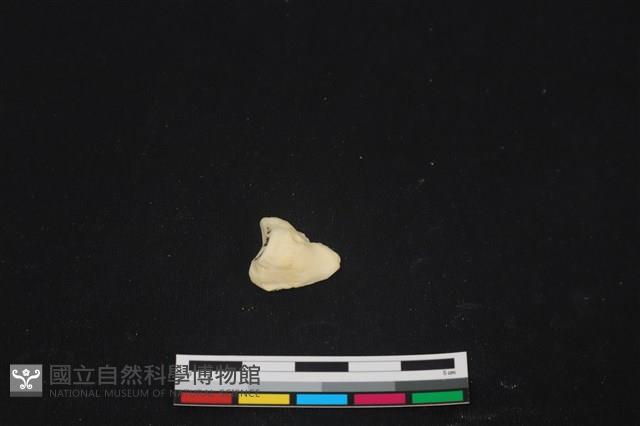 豬骨藏品圖，第2張